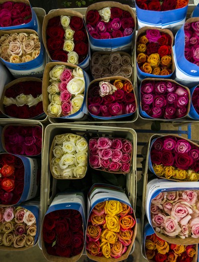 como-fazer-as-rosas-durarem-mais (Foto: Valdemir Cunha/Ed. Globo)