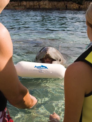 Golfinho traz almofada na boca, que pode ter a mensagem: 'Casa Comigo'?  (Foto: Divulgação/SeaWorld Parks)