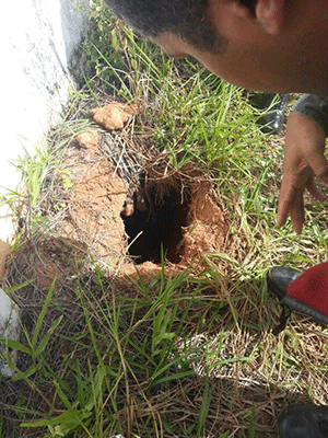 Saída do túnel foi descoberta na manhã deste sábado (30) (Foto: Coape/Divulgação)