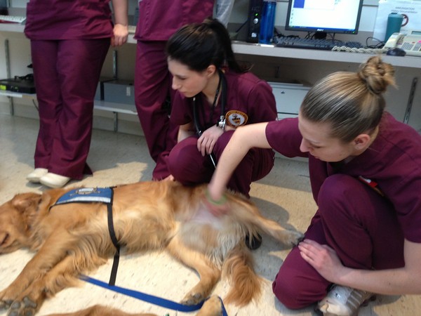 A equipe do Centro Médico de Tufts brinca com os cães (Foto: Divulgação/Lutheran Church Charities)