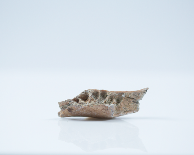 Fóssil de hominídeo ancestral de Homo florensiensis  (Foto: Kinez Riza)