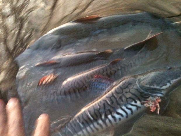 Peixes cachara e dourado estavam dentro de sacos submersos em rio (Foto: Manoel Arajo/Sema-MT)