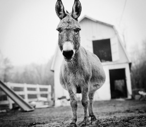 Dee Dee, burro, residente do santuário Star Gazing Farm, localizado em Maryland, EUA (Foto: Sharon Lee Hart)