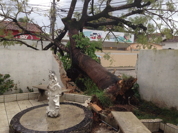 O G1 flagrou a queda desta árvore no Centro de João Pessoa, na manhã desta sexta-feira  (Foto: Walter Paparazzo/G1)