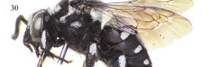 Nova espécie de abelha é 'ladra' de colmeias (Reprodução/ZooKeys)