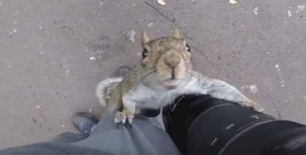 Esquilo escala perna de homem para espiar câmara em parque londrino (Foto: Reprodução/YouTube)