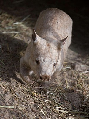Animal prefere temperaturas amenas (Foto: Department of Environment, Water and Natural Resources/South Australian Government/Divulgação)