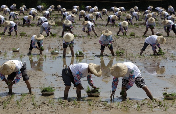 Em 18 de agosto, 1.215 agricultores plantaram mudas de arroz em Taoyun, no norte de Taiwan, para entrar para o Guinness. (Foto: Pichi Chuang/Reuters) Em 18 de agosto, 1.215 agricultores plantaram mudas de arroz em Taoyun, no norte de Taiwan, para entrar para o Guinness. (Foto: Pichi Chuang/Reuters)