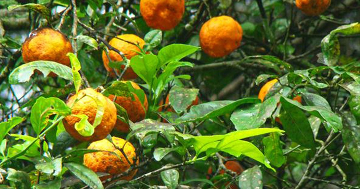 G1 Limão Cravo Notícias Em Flora 4791