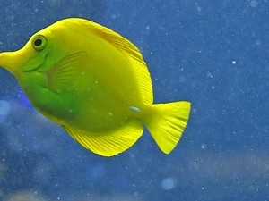Detalhe do peixe conhecido popularmente como cirurgião-amarelo (