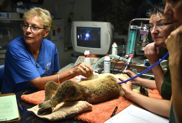 Sherwood Robyn, um coala de 12 anos de idade, passa por exames no primeiro hospital para mamíferos marsupiais da Austrália (Foto: PETER PARKS/AFP)