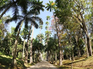 D. João VI criou o Jardim Botânico em 13 de junho de 1808, chamado na época por ele de Jardim de Aclimação, com o objetivo de aclimatar as especiarias vindas das Índias Orientais.  (Foto: G1/Alexandre Durão)