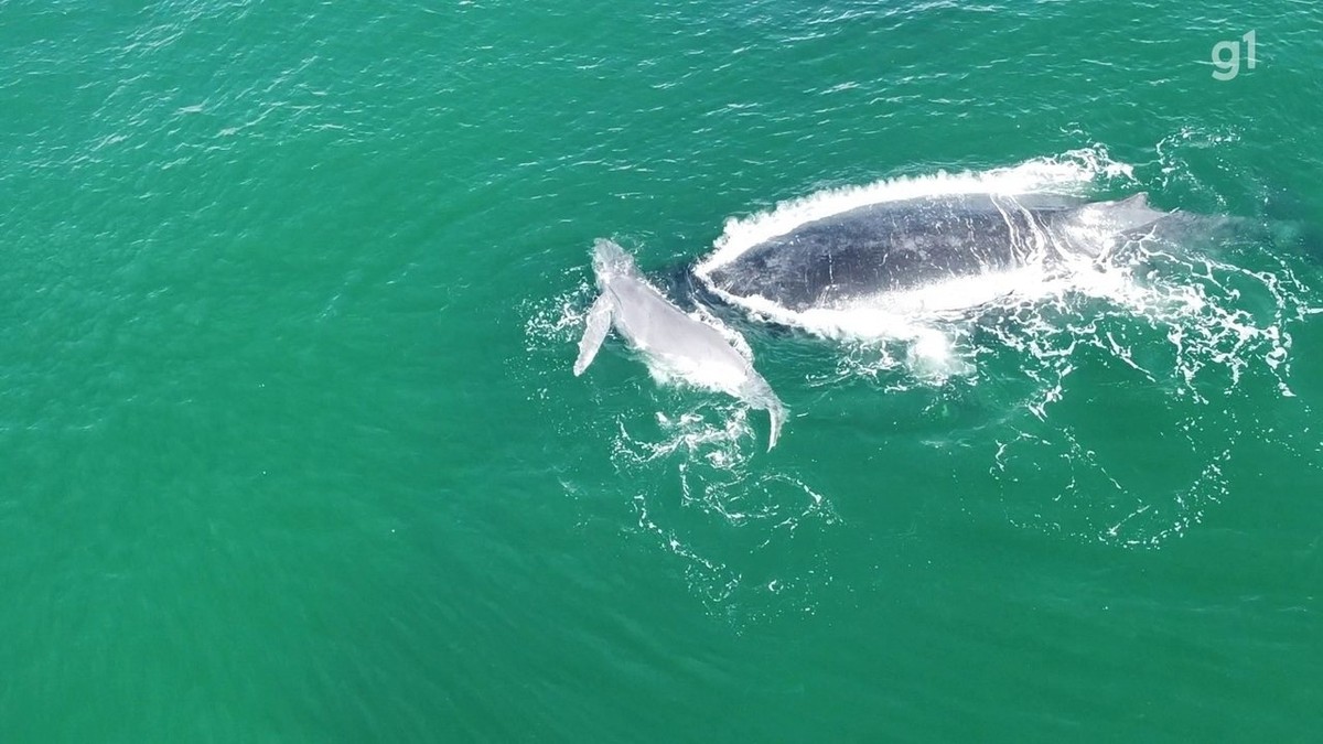 Vídeo mostra baleias jubarte e filhote no mar de Boa Viagem no Recife