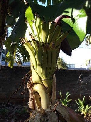 Os frutos da bananeira estão em condições normais, de acordo com o fruticultor (Foto: Yoshinobu Inokuma/VC no G1)