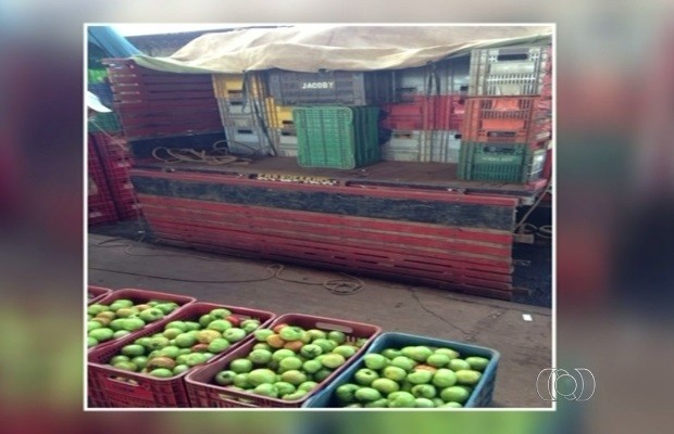 Dupla é presa suspeita de furtar R$ 6 mil em tomates de lavoura em Leopoldo de Bulhões, Goiás (Foto: Reprodução/TV Anhanguera)