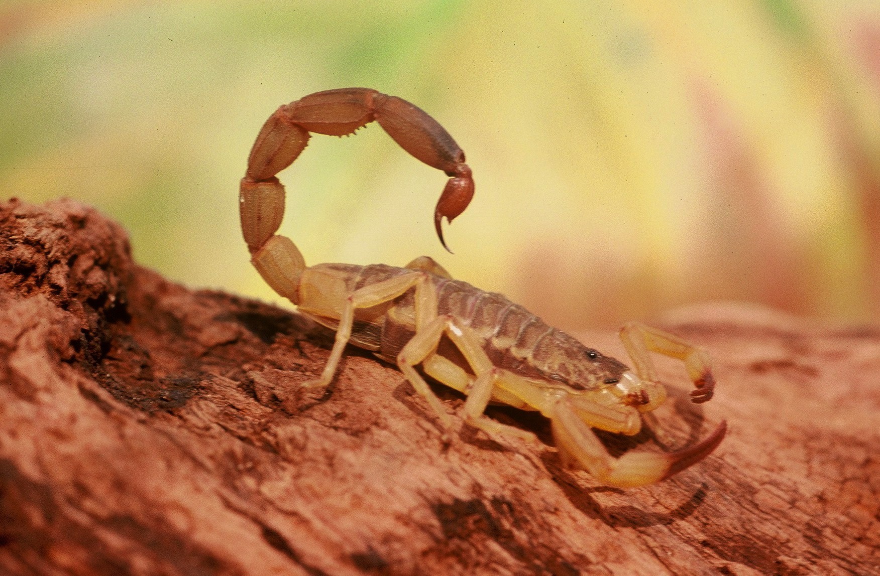 Escorpião amarelo (Foto: CBN)