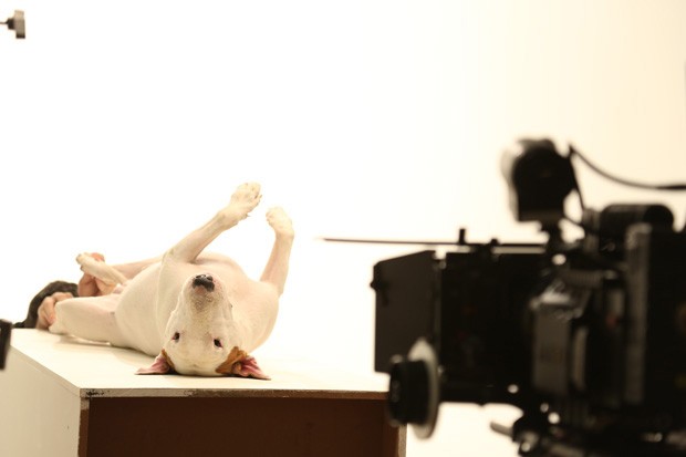 Jimmy Choo, o Bull Terrier de 600 mil seguidores (Foto: Rafael Mantesso e Divulgação) Jimmy Choo, o Bull Terrier de 600 mil seguidores (Foto: Rafael Mantesso e Divulgação)