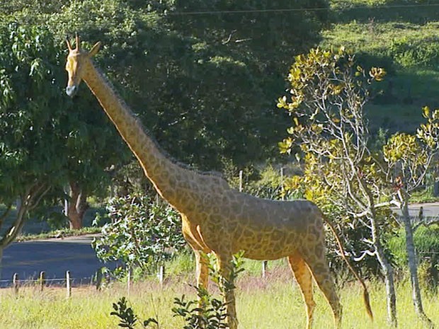 Animais ficam expostos no sítio do escultor (Foto: Reprodução EPTV)