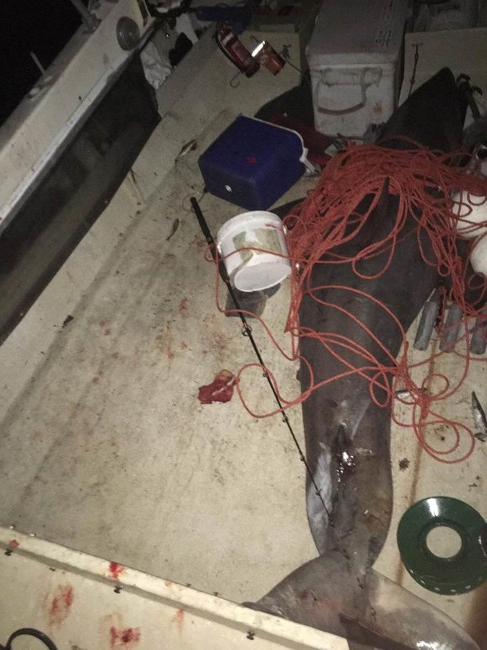 Tubarão branco media 2,7 metros (Foto: Getty Images)