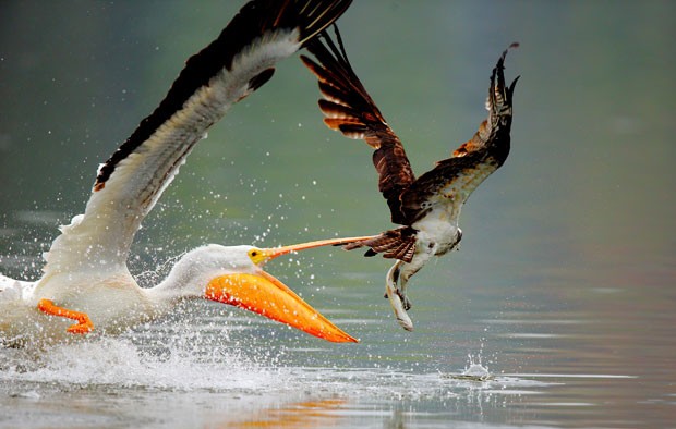 Pelicano foi flagrado tentando roubar peixe de águia (Foto: John Qiu/GrosbyGroup)