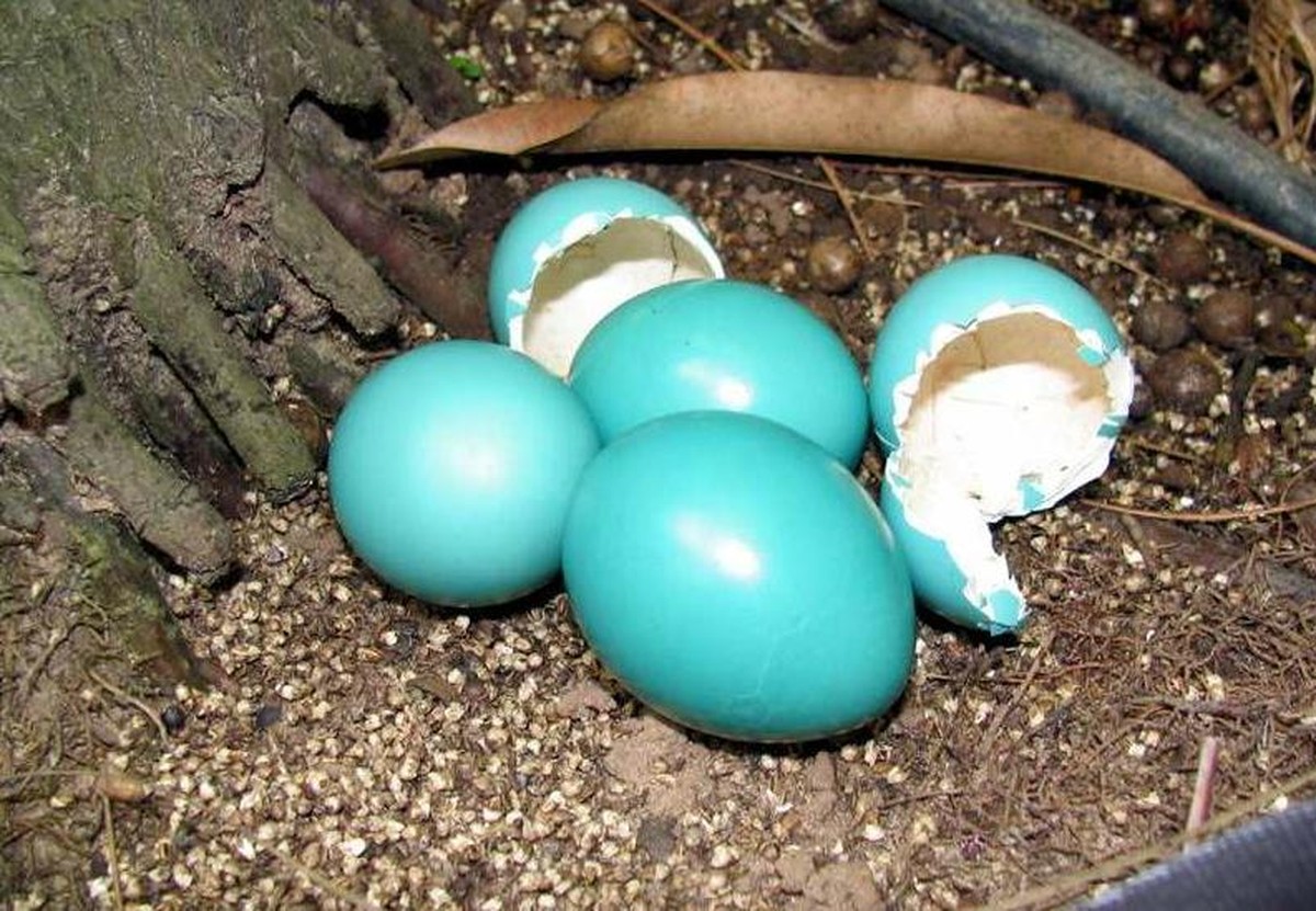 Тинаму птица яйца