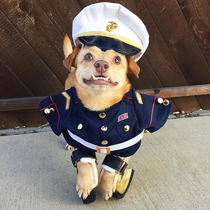Daisy posa vestida de marinheiro