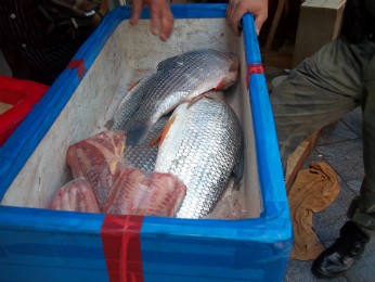 Agentes recolheram 49kg de peixes que seriam comercializados sem autorização (Foto: Polícia Ambiental / Divulgação)