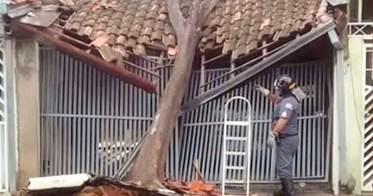 Chuva forte causa queda de árvores em São José dos Campos e ... - Globo.com
