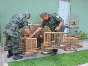 Cerca de 35 aves foram apreendidas (Foto: Walter Paparazzo/G1)