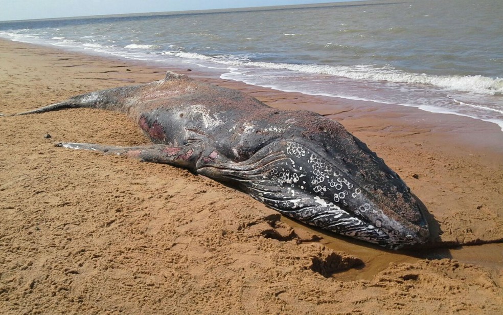 Baleia jubarte é achada morta em praia no sul da Bahia (Foto: Divulgação/Projeto Baleia Jubarte)