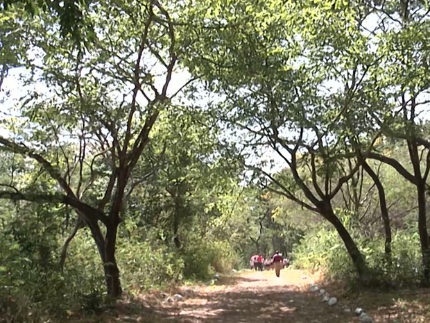 Bosque Josué Monteiro Rocha tem 400 metros de trilha preservados dentro de uma área militar em Caxias (Foto: Reprodução/TV Mirante) Bosque Josué Monteiro Rocha tem 400 metros de trilha preservados dentro de uma área militar em Caxias (Foto: Reprodução/TV Mirante)