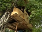 Homem constrói casa de madeira em árvore no Centro de Fortaleza
