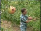 4 municípios produtores de maçã decretam situação de emergência