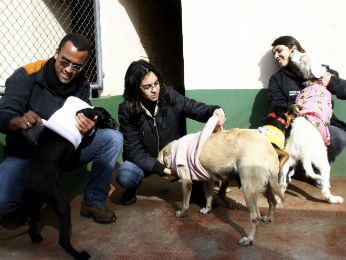 Canil conta com 170 animais, todos disponíveis para adoção (Foto: Divulgação/Prefeitura de Apucarana)