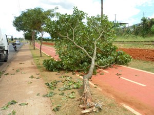 Árvore tomba após colisão frontal (Foto: Guarda Municipal de Boituva)