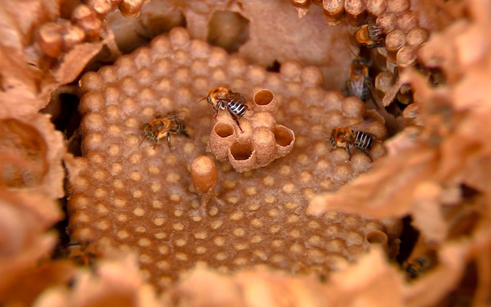 Populações de abelhas estão em declínio nos últimos anos (Foto: Reprodução/EPTV)