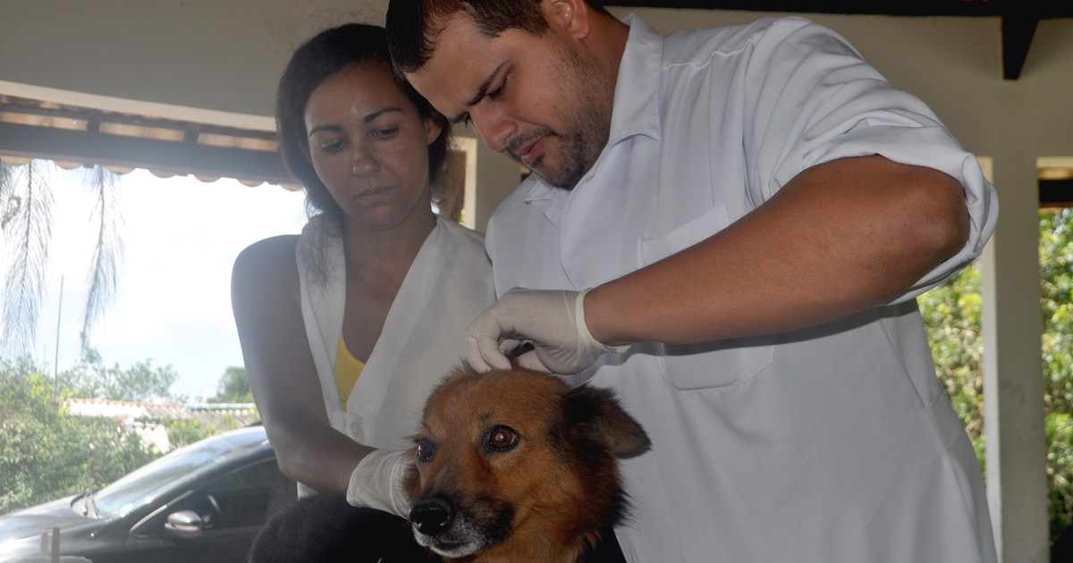 Zoonoses trata e imuniza cachorros em aldeias indígenas de ... - Globo.com