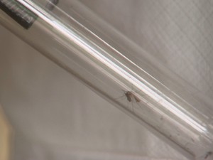 Mosquito capturado na mata será analisado (Foto: Reprodução/ TV TEM)