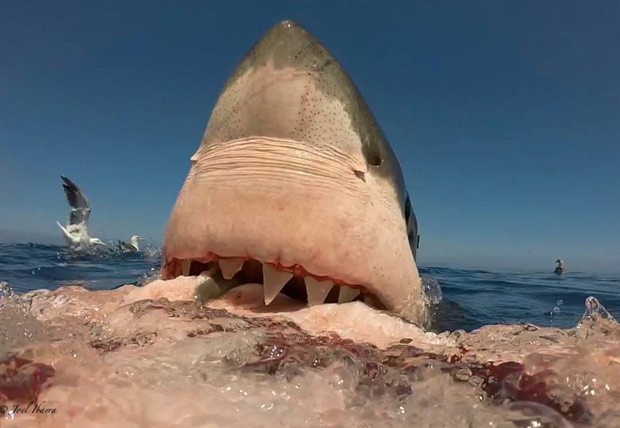 Tubarão branco foi fotografado devorando carcaça em Guadalupe (Foto: Reprodução/Facebook/Joel Ibarra)