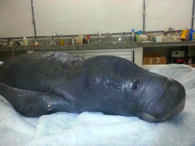 Animal foi resgato com lesões pelo corpo (Fot Séfora Antela/Ampa)