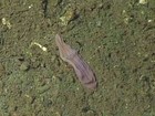 Cientistas desvendam mistério de criatura marinha que lembra meia roxa suja