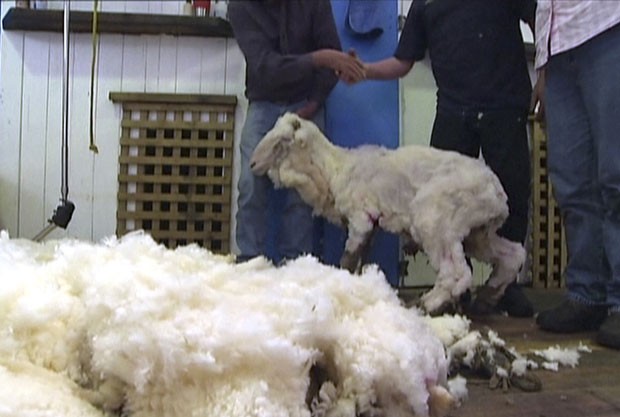 Carneiro chamado Shaun rendeu 23,5 quilos de lã (Foto: AuBC/AP)