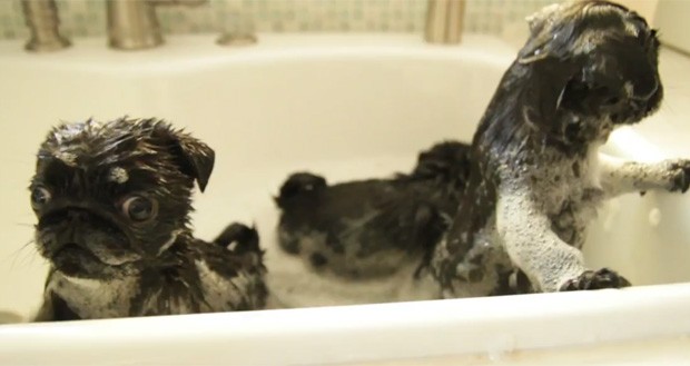 Vídeo que mostra filhotes se divertindo na banheira virou sensação na web (Foto: Reprodução)