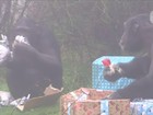 Chimpanzés se divertem com presentes de Natal na Inglaterra