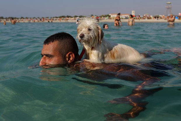 Cãozinho foi flagrado em passeio pelo fotógrafo Hassan Ammar (Foto: Hassan Ammar/AP)