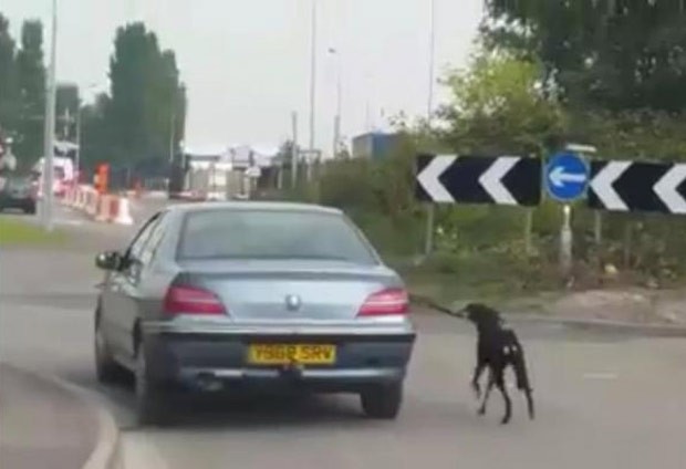 Motorista foi flagrado dirigindo enquanto puxava cão de estimação por coleira (Foto: Reprodução/Facebook/Bexi Jane Feazelle)