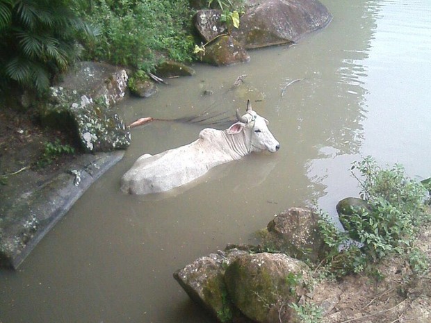 Boi estava dentro de rio, após farra do boi em Itapema (Foto: PM/Divulgação)