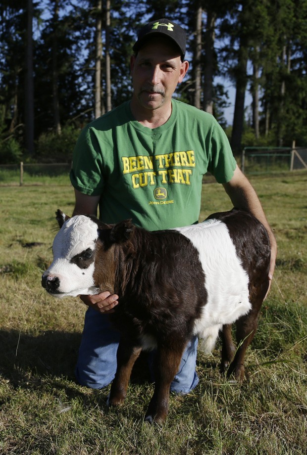 John Barthheld tentou por sete anos reproduzir as manchas do panda em um bovino, e finalmente conseguiu (Foto: Ted S. Warren/AP)