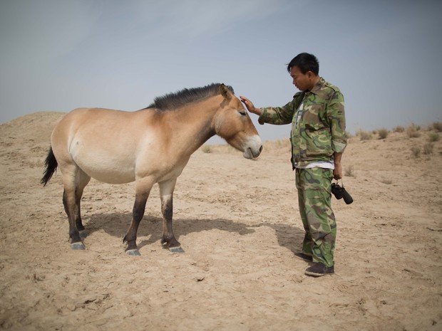 Sun Zhicheng, funcionário da reserva natural West Lake, ao lado de um dos cavalos Przewalski que vivem no local (Foto: Ed Jones/AFP)