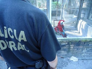 Animais eram comercializados ilegalmente após serem desviados. (Fot Divulgação/Ascom Ibama)